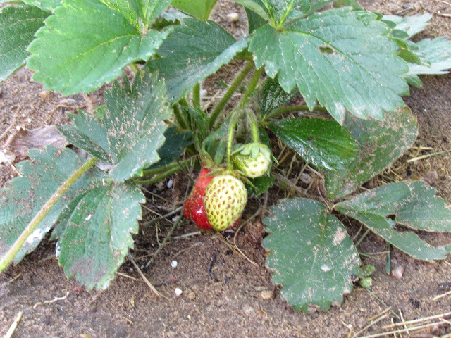 red strawberry