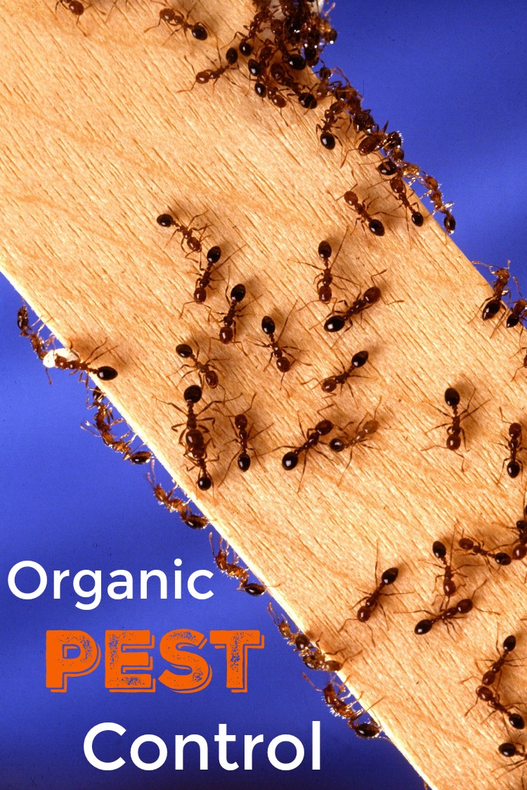 Get these tips for organic pest control this summer. 