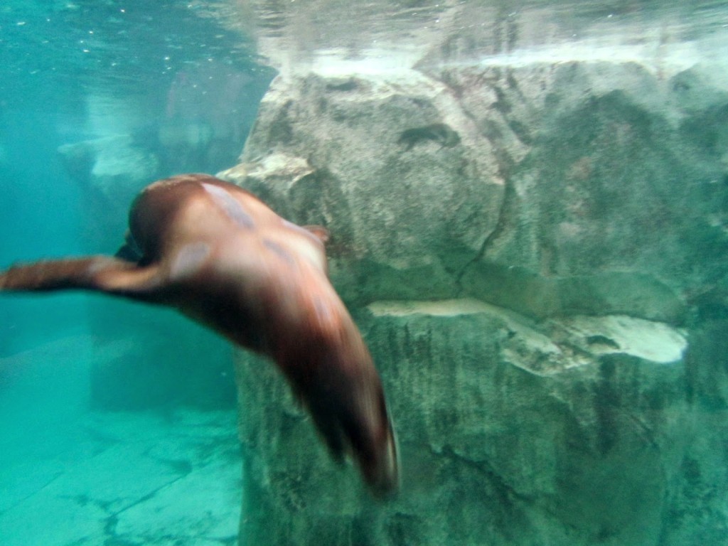 harbor seal at Hogle Zoo