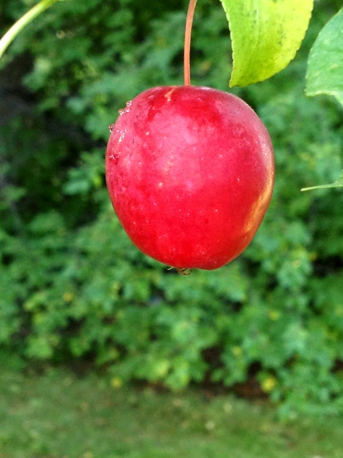 Apple Tree. A season of change