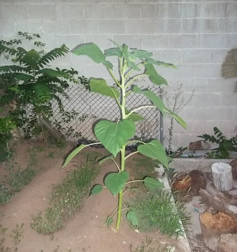 Wordless Wednesday – Okra