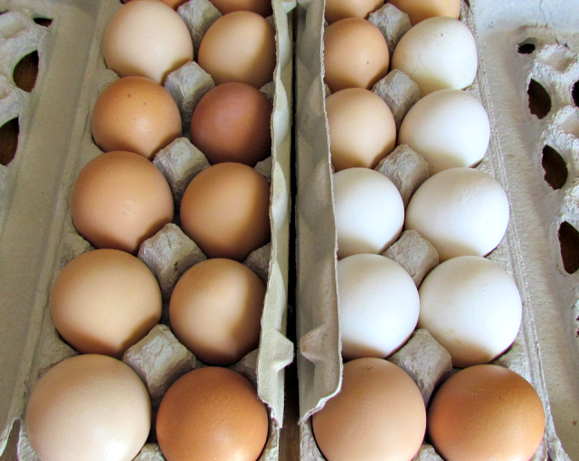Farm Fresh Eggs {Wordless Wednesday}