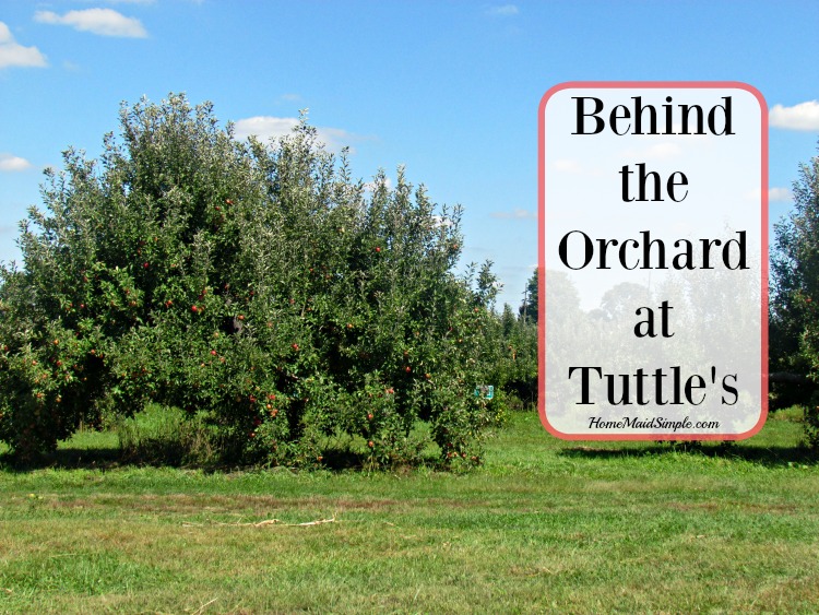 Visit Tuttle Orchards in Central Indiana.